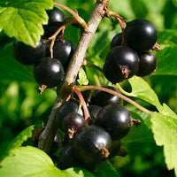 Ardeche_blackcurrant Featured Ingredient - L'Occitane