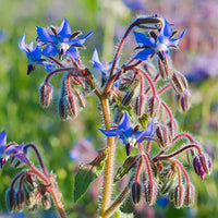 Borage Featured Ingredient - L'Occitane