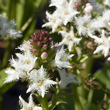  Featured Ingredient - L'Occitane