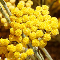 Immortelle Featured Ingredient - L'Occitane