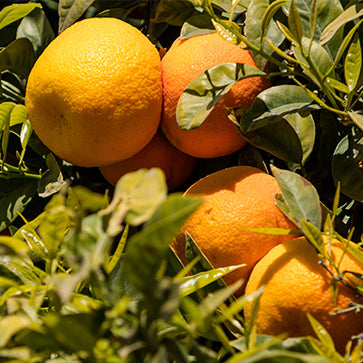  Featured Ingredient - L'Occitane