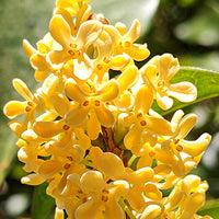 Osmanthus Featured Ingredient - L'Occitane